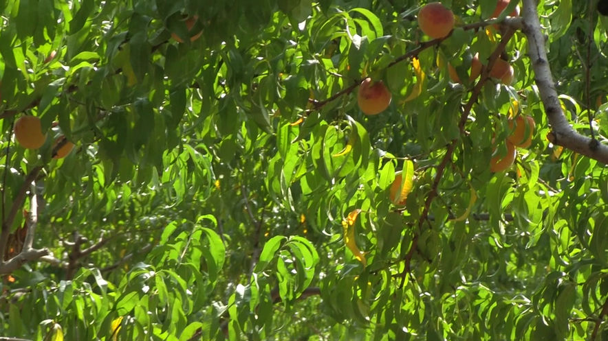 Picking Peaches with Friends